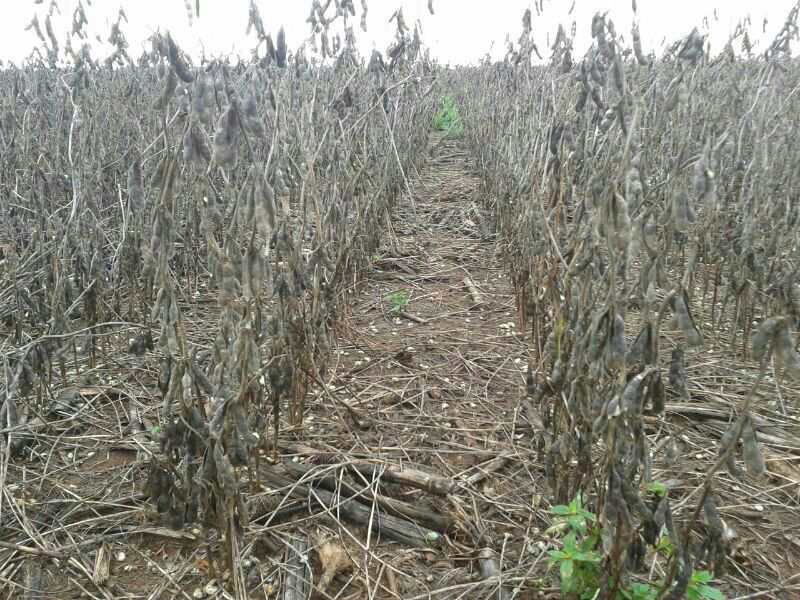 Chuvas excessivas atrasam colheita da soja em Mato Grosso Notícias