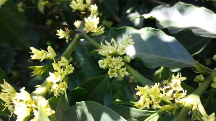 Flores anormais abertas. Abortamento de 85%