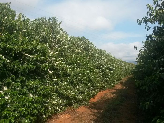 Baixa densidade de flores nas lavouras de sequeiro