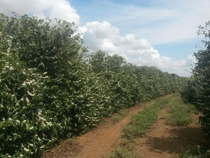 Florada em lavouras adultas no Sul de Minas