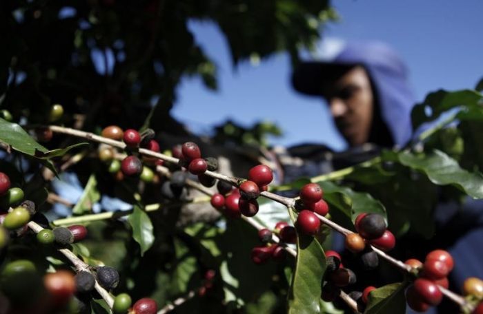 Trabalhador colhe café numa fazenda em Espírito Santo do Pinhal. 18/05/2012 REUTERS/Nacho Doce