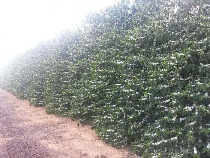 Boa densidade de flores em lavouras irrigadas