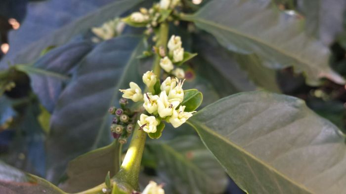 Flores começando a abrir de forma anormal