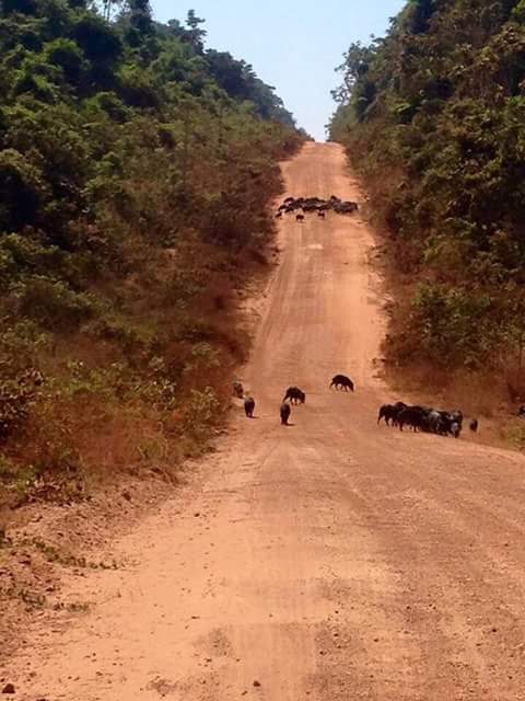 Imagem do dia  - Queixadas bloqueando estradas, no fim da colheita de milhos em Kuruguati (PY)