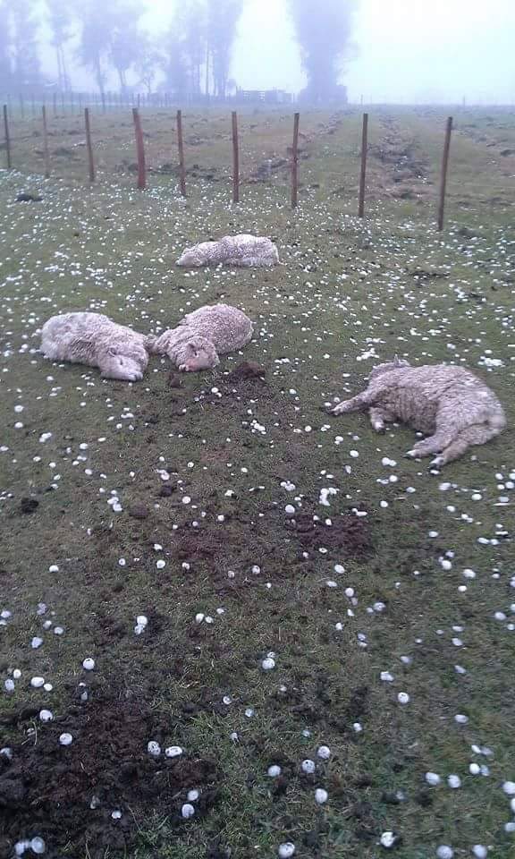 Imagem do dia - Chuva de granizo em Rio do Sul (RS) na tarde de ontem (24). Enviado por Marcello