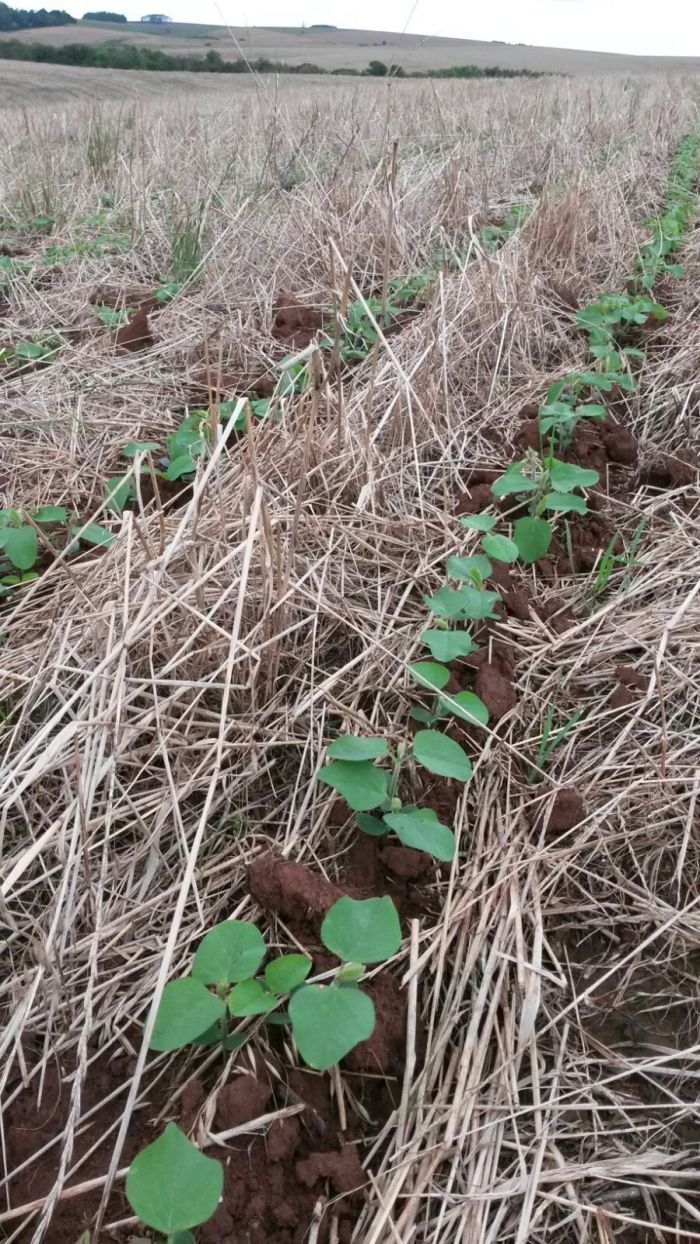 Imagem do dia - Lavoura de soja em Júlio de Castilhos (RS). Enviado pelo Técnico Agrícola, Felipe Vieira de Mello