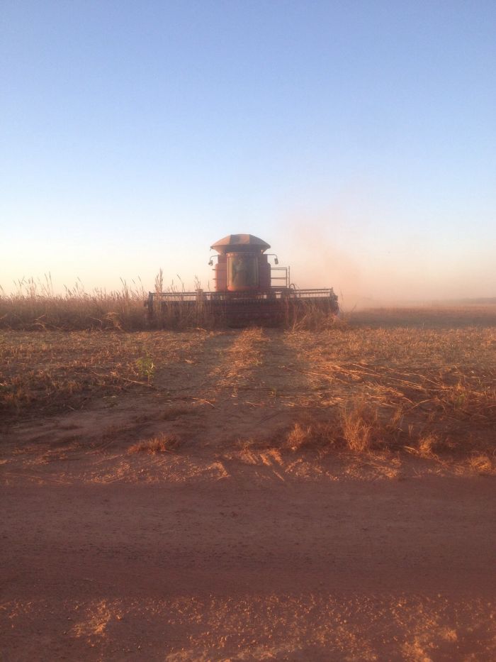 Imagem do dia - Colheita de milheto na Fazenda Dalmolin, em Sinop (MT). Enviado por Bruno Santos