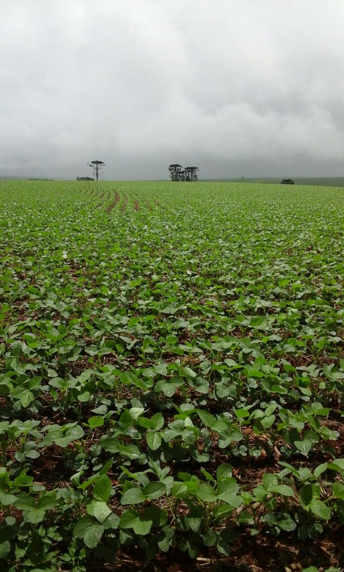 Imagem do dia - Lavoura de soja em Palmitolãndia (PR). Imagem enviado pelo Engenheiro Agrônomo Gentil Vargas