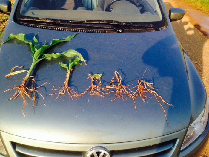 Imagem do dia - Perdas na lavoura de milho em Trindade do Sul (RS), do produtor Ademir Agostinho de Oliveira