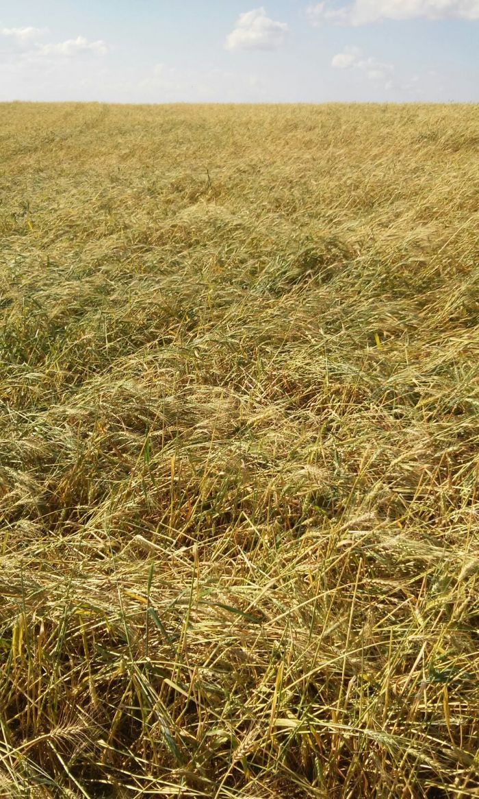 Imagem do dia - Lavoura de trigo afetada por granizo em Pérola dOeste (PR). Enviado pelo Engenheiro Agrônomo Cristian Luiz Zilio