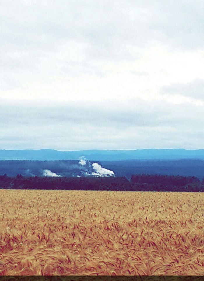 Imagem do dia - Lavoura de trigo na região de Itapúa (PY). Enviado por Eduardo Kempf