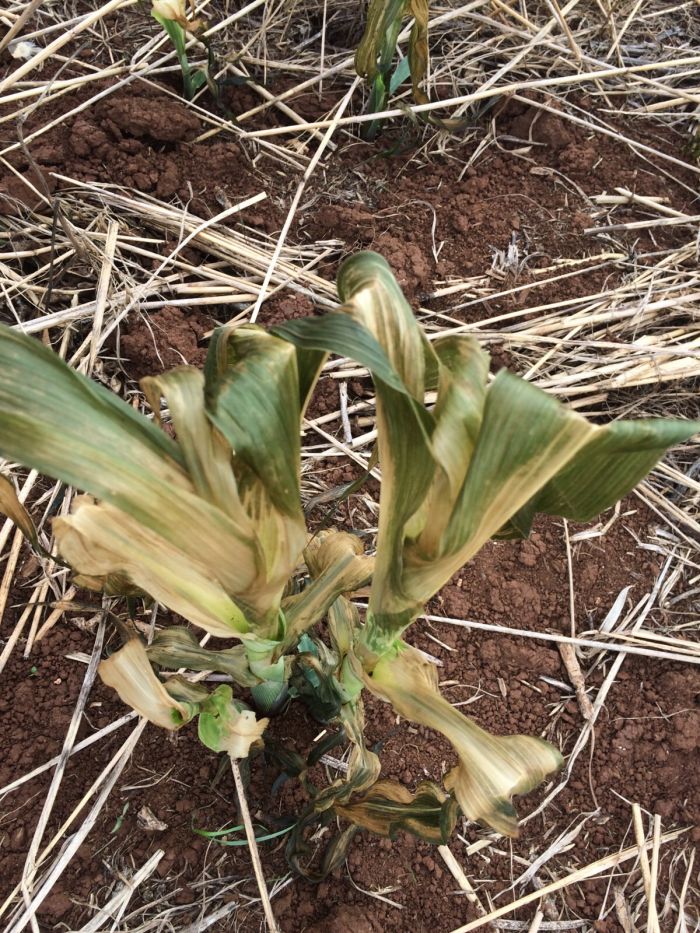 Imagem do dia - Lavoura de milho em Rio dos Índios (RS), prejudicada pela forte geada do último final de semana. Enviado pelo Técnico Agrícola Diego da Silva