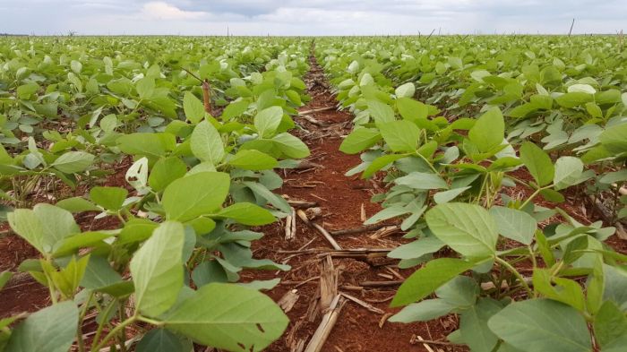 Imagem do dia - Lavoura de soja em Campos de Júlio (MT), na Fazenda Comil