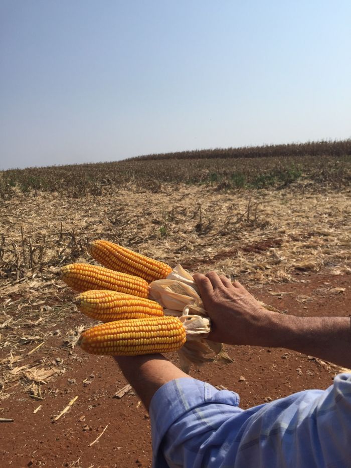 Imagem do dia - Lavoura de milho em Ibiporã (PR). Enviado por Robson Maggi