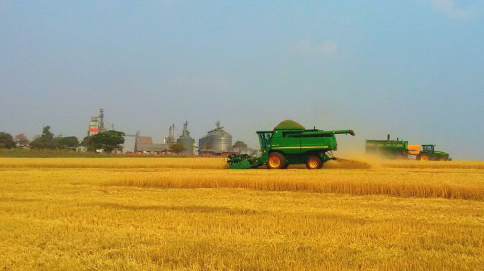 Imagem do dia - Final da colheita de trigo em Ubiratã (PR), da família Soares. Enviado pelo Engenheiro Agrônomo Paulo Vendramini