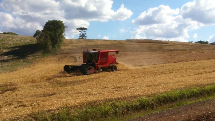 Imagem do dia - Colheita de aveia branca em Vila Langaro (RS), do produtor Elói Favretto. Enviado pelo Engenheiro Agrônomo Eliezer Favretto