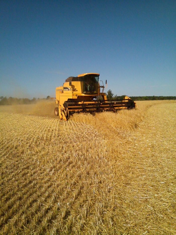 Imagem do dia - Colheita de trigo em Santa Helena (PR), do produtor Amilton Noro