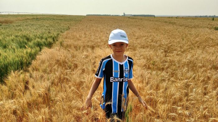 Imagem do dia - Arthur Hoepers na lavoura de trigo, no Dia de Campo em Nova Mutum (MT). Enviado por Adriano Dirceu Fredrich