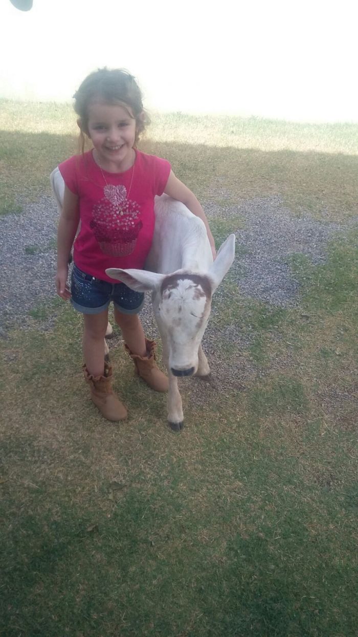 Imagem do dia - Ana Luiza Pegoraro e sua bezerrinha Rosinha, como ela mesmo batizou. Enviado por João Paulo Pegoraro de Roda Velha (BA) 2