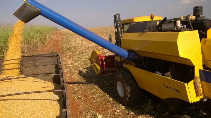 Imagem do dia - Colheita do milho safrinha em Ribeirão do Sul (SP), do produtor Lazaro Gimenez. Enviado pelo Técnico Agrícola Matheus Pires