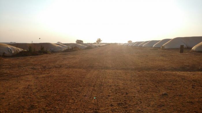 Imagem do dia - Milho armazenado em silos-bolsa em Uberlândia (MG), fotos de Daniel Olivi