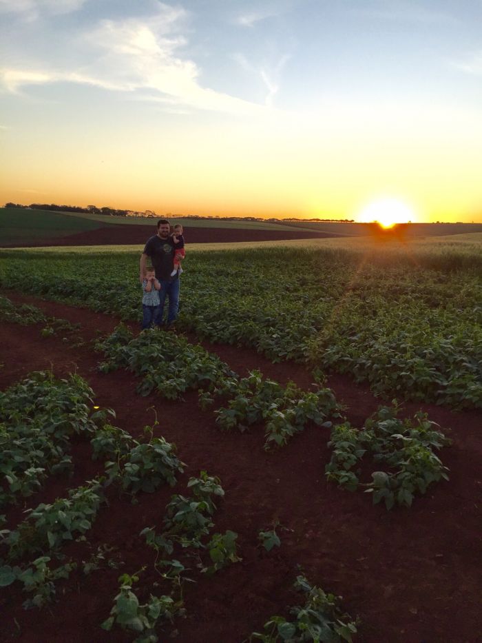 Imagem do dia - Lavoura de feijão em Cerqueira Cesar (SP), enviado por Maurício Amaral