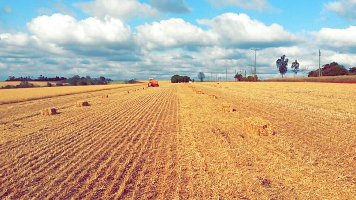 Imagem do dia - Lavoura de trigo na região de Itapúa (PY). Enviado por Eduardo Kempf