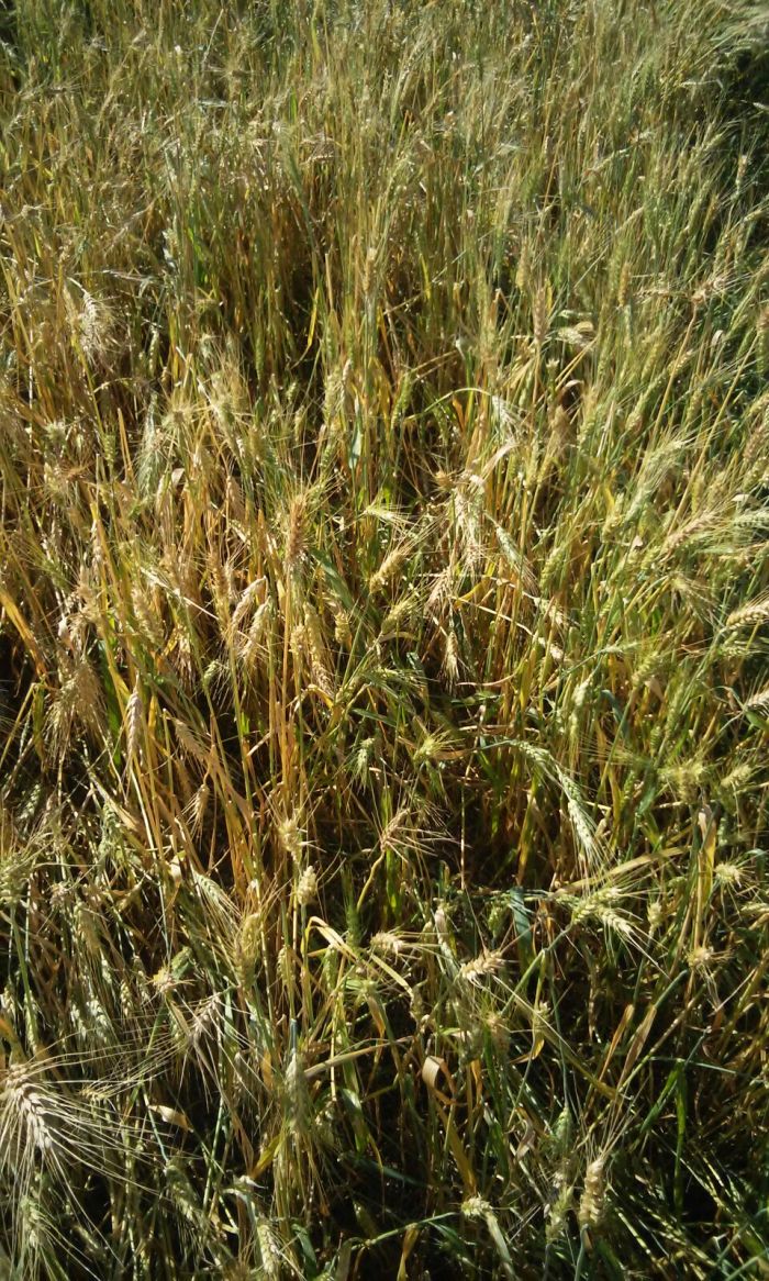 Imagem do dia - Lavoura de trigo afetada por granizo em Pérola dOeste (PR). Enviado pelo Engenheiro Agrônomo Cristian Luiz Zilio