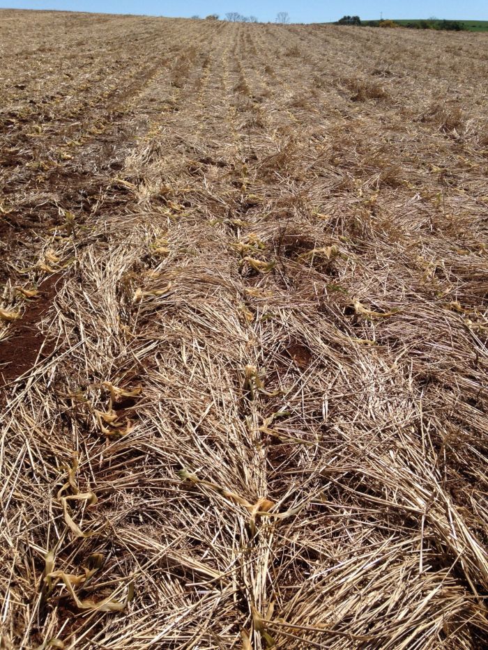 Imagem do dia - Lavoura de milho, após a geada do dia 12/09 em Nonoai (RS). Enviado pelo Técnico Agrícola George Tremea