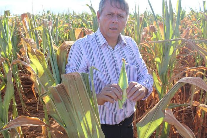 Bartolomeu Braz Pereira, presidente da Aprosoja-GO, em lavouras de milho no município de Leopoldo de Bulhões