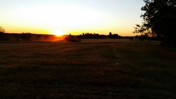 Imagem do dia - Colheita de trigo em Santa Tereza do Oeste (PR), na Fazenda Cantinho do Céu, dos produtores Adelar e Alisson Weidman. Imagem enviada por Josimar Fogliarini