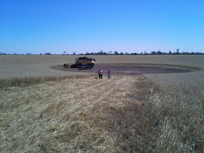 Imagem do dia - José Schmidt acompanhando a colheita de trigo em Santa Rita (PY), na Fazenda dos Irmãos Stuepp