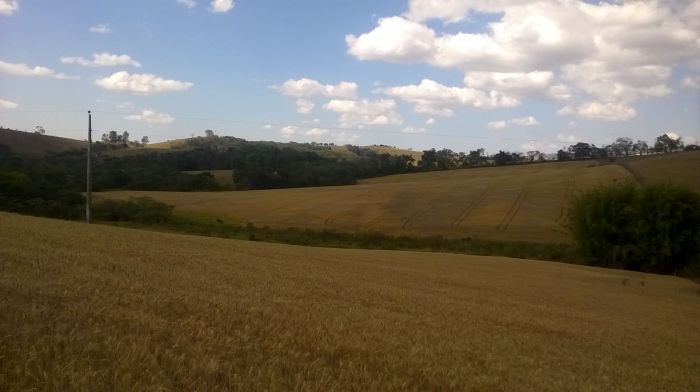 Imagem do dia - Lavoura de trigo em Três Corações (MG), na Fazenda Três Irmãos