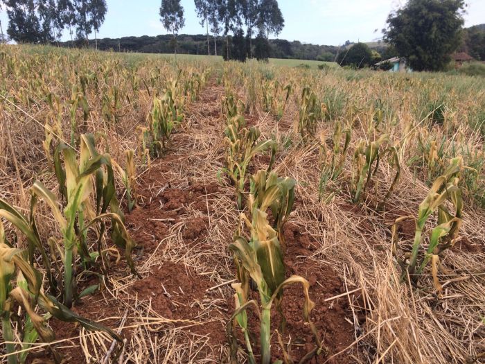 Imagem do dia - Lavoura de milho em Rio dos Índios (RS), prejudicada pela forte geada do último final de semana. Enviado pelo Técnico Agrícola Diego da Silva