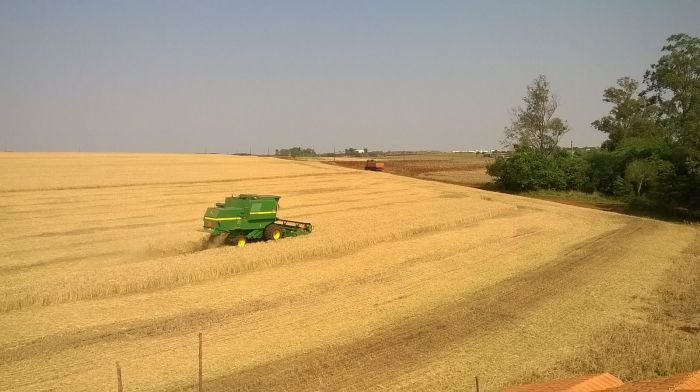 Imagem do dia - Colheita de trigo em Medianeira (PR), do produtor André Slongo