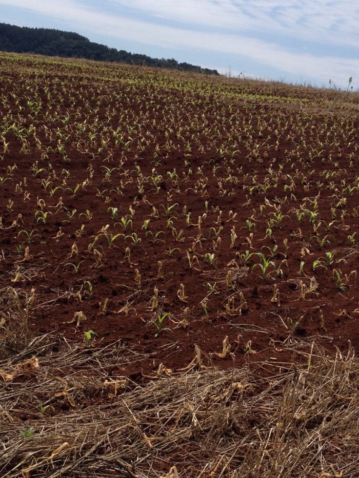 Imagem do dia - Lavoura de milho, afetada pelas fortes geadas do último final de semana, em Verê (PR). Enviado por Bruno Cecon