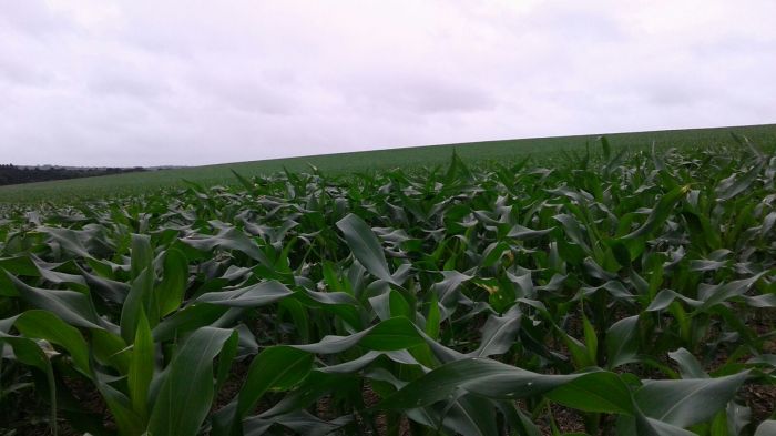 Imagem do dia - Lavoura de milho em Canoinhas (SC). Enviado pelo Técnico Agrícola Alessandro Salomon