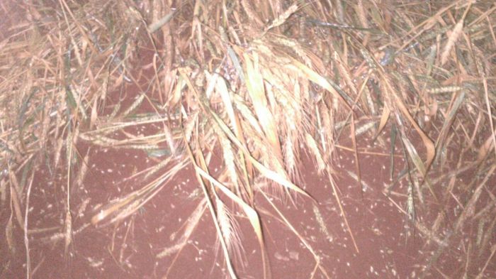 Imagem do dia - Chuva de granizo em Los Cedrales (PY). Envio de Pedro Locatelli