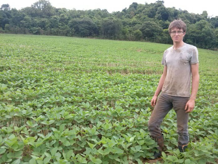 Imagem do dia - Lavoura de soja em São João (PR), do produtor Fernando Harka. Envio pelo Técnico Agrícola Eder Groff