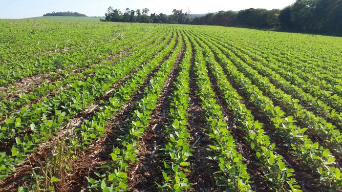 Imagem do dia - Lavoura de soja em Nueva Esperanza (PY), do produtor Eloi Kerber