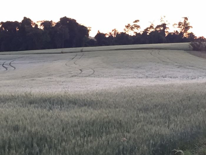 Imagem do dia - Imagens de geada na região de Floriano Peixoto e Getúlio Vargas (RS). Enviado por Paulo César