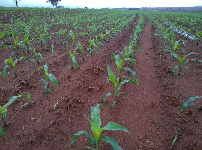 Imagem do dia - Início do plantio de milho em Paranhos (MS), na Fazenda Jatobá. Enviado por Dijalma Cavalier