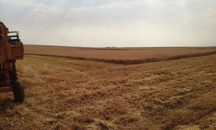 Imagem do dia - Lavoura de trigo em Corbélia (PR), o produtor Marcos Dall Apria