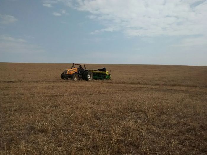 Imagem do dia - Plantio de milho, na Fazenda Marcolina, em Coronel Vivida (PR). Envio por Engenheiro Agrônomo Ramon Severgnini