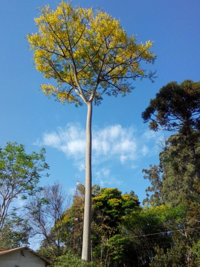 Imagem do dia - Guapuruvu florido, na Fazenda Barro Preto, em Mamborê (PR). Enviado por Valter Machado