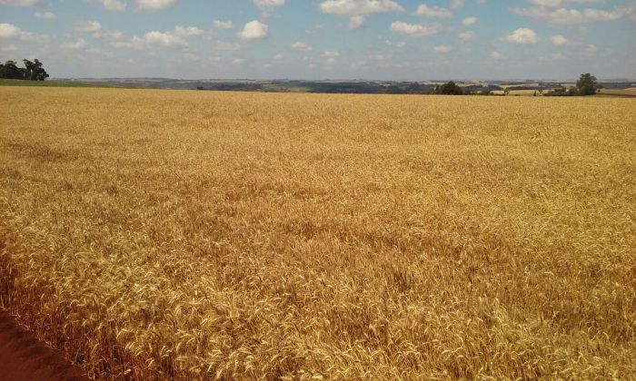 Imagem do dia - Lavoura de trigo em Corbélia (PR), o produtor Marcos Dall Apria