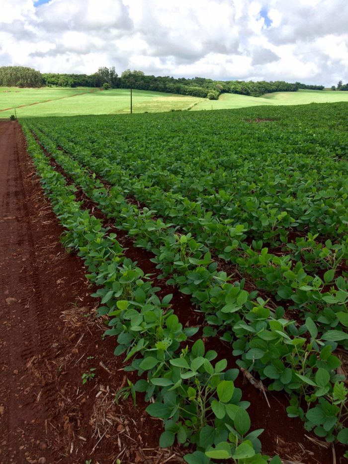 Imagem do dia - Lavoura de soja em Anahy (PR), do produtor Paulo Garcia