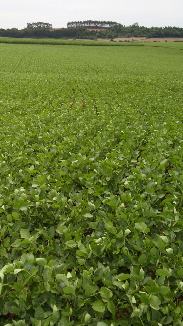 Imagem do dia - Lavoura de soja em Pranchita (PR), do produtor Mario Heberardt