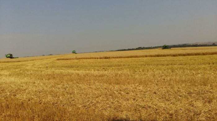 Imagem do dia - Colheita de trigo em Corbélia (PR), do produtor Moises Krohling