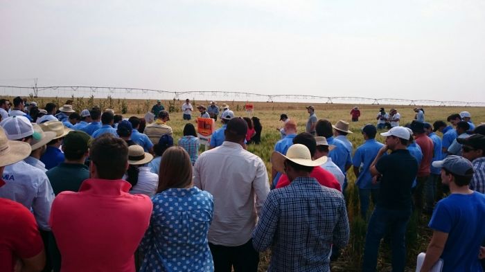 Imagem do dia - Dia de campo na lavoura de trigo em Nova Mutum (MT), na Fazenda Sossego, do produtor Lino Ambiel